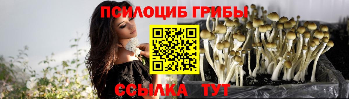 Галлюциногенные грибы Psilocybe Тамбов